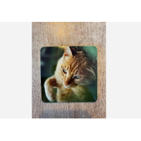 Onderzetters katten setje van 4 stuks